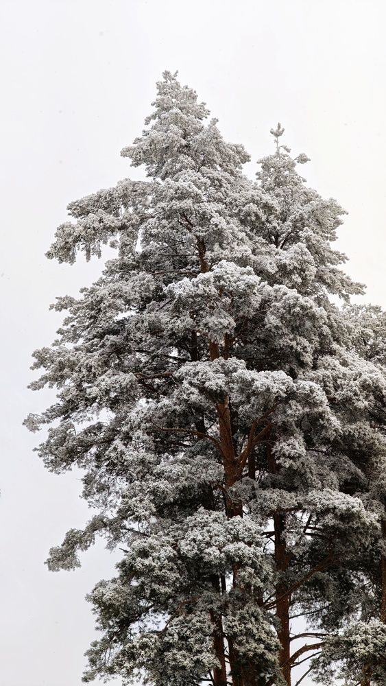 Фотография автора Ekaterina Sapezhinskaya