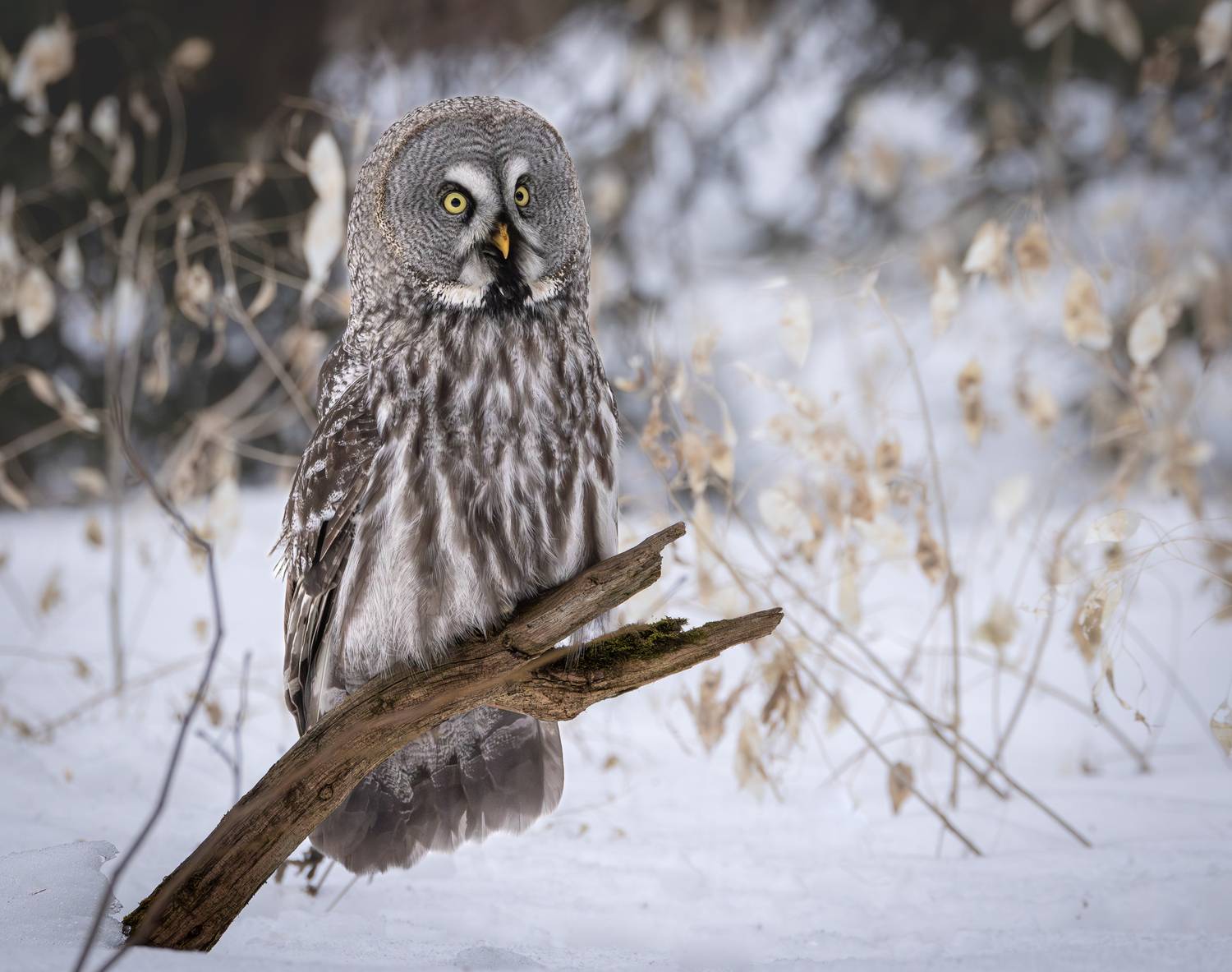 Фотография #13133139