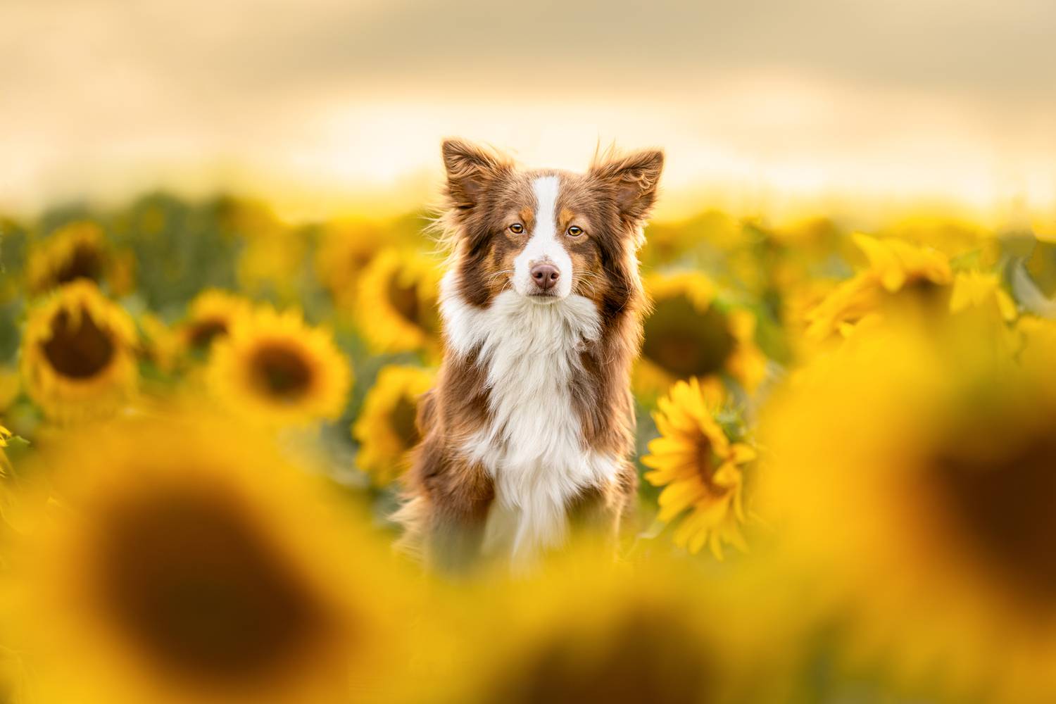 Фотография #13133226