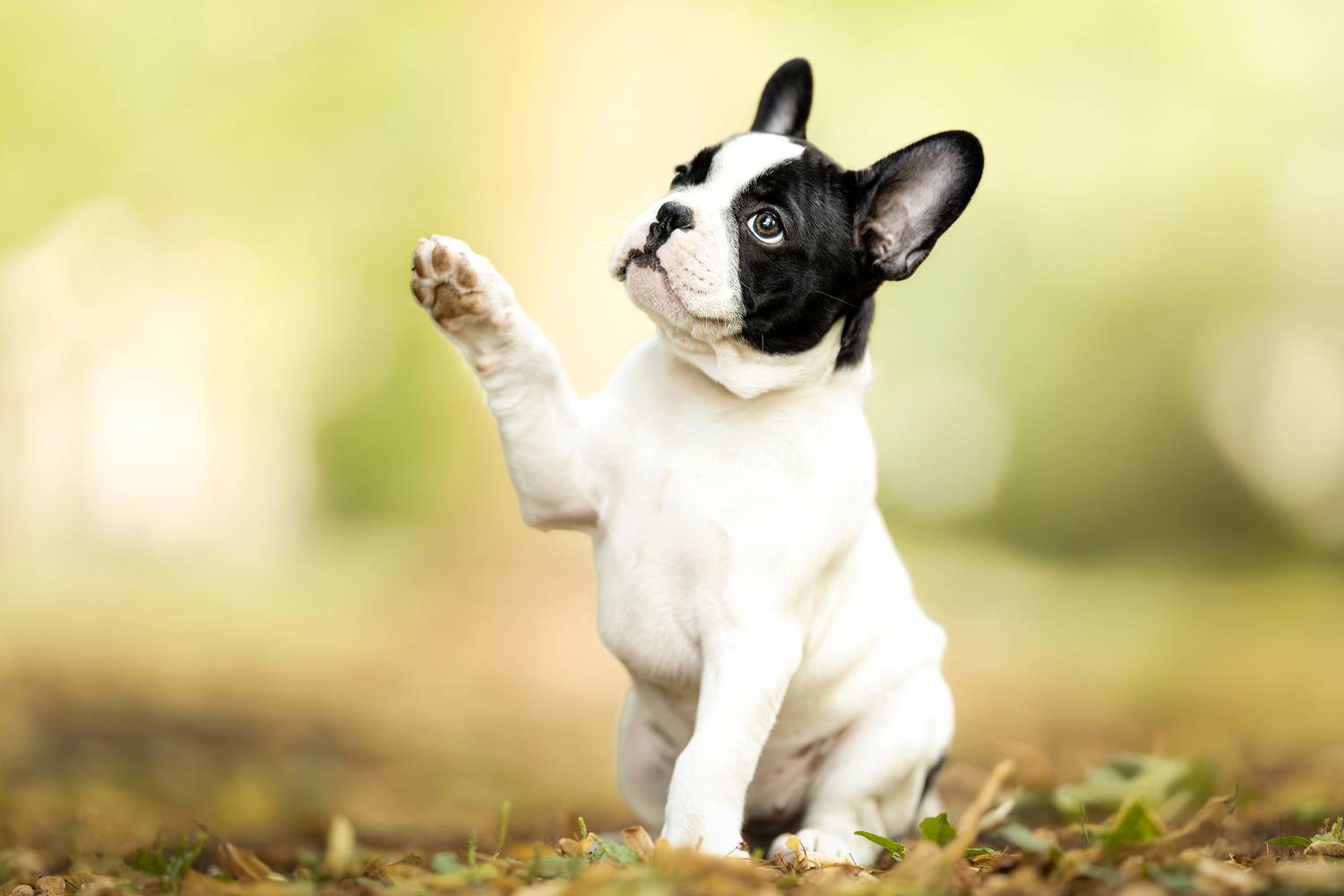 Фотография #13133232