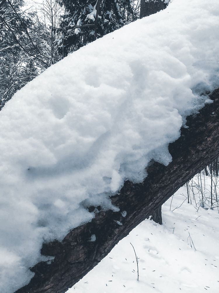 Фотография автора Ксения Мельникова