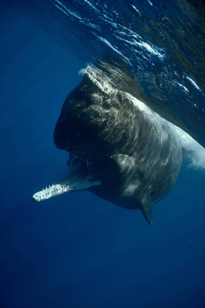 Smiling spermwhale / Улыбающийся кашалот