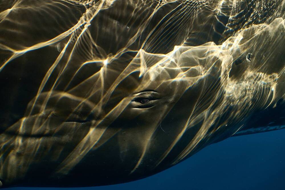 Face of the spermwhale / Лицо кашалота