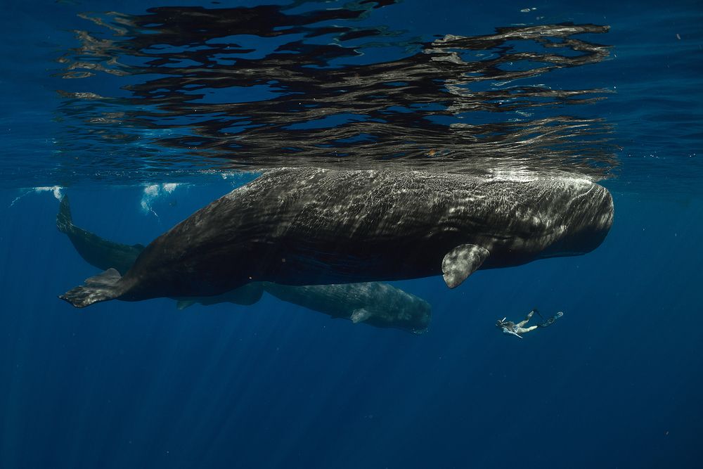 Sizes / Размеры