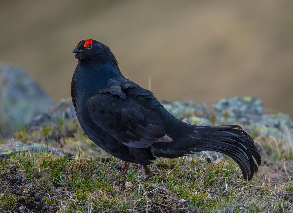 Photograph by Хасан Журтов