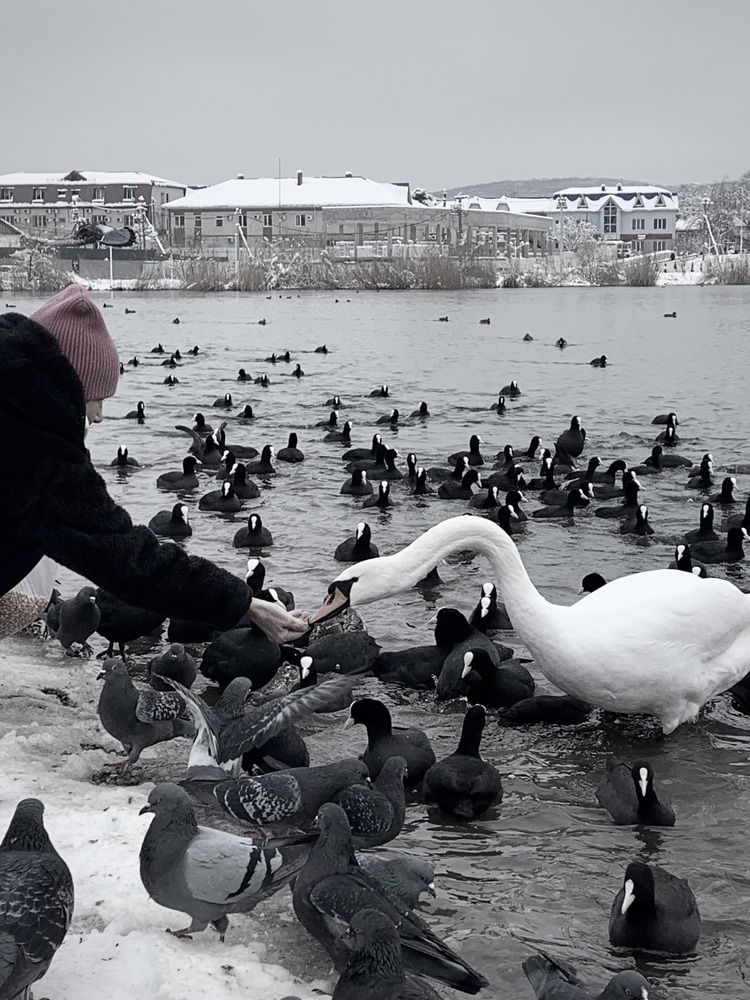 Photograph by Татьяна Семёнова