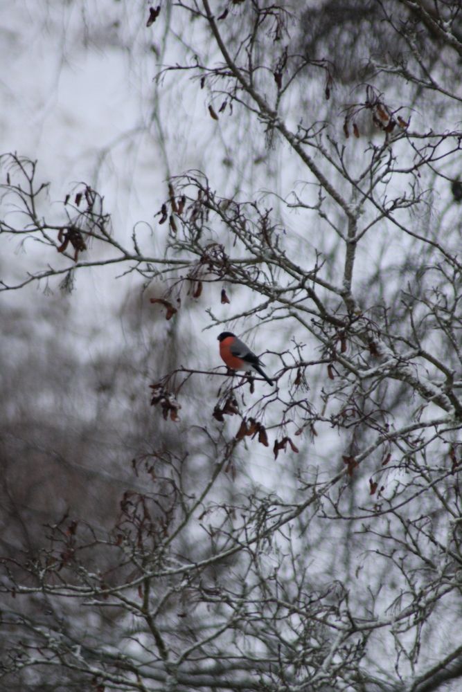 Photograph by Юлия Ханналайнен