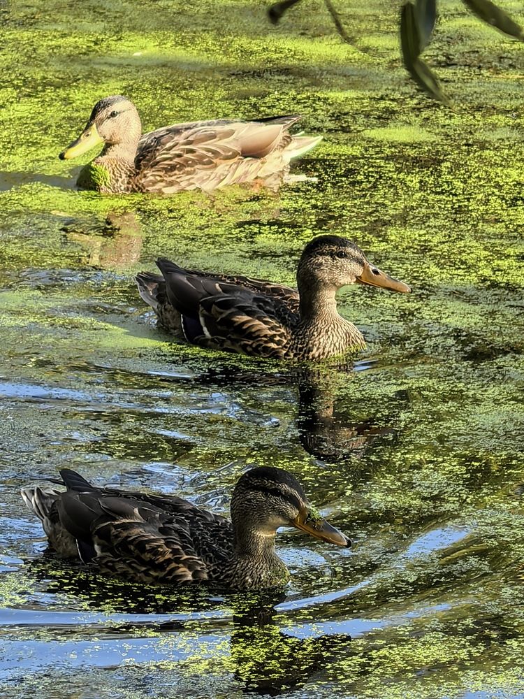 Фотография автора Елена Охапкина