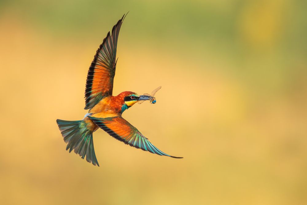 Photograph by Lyubomir Momchilov