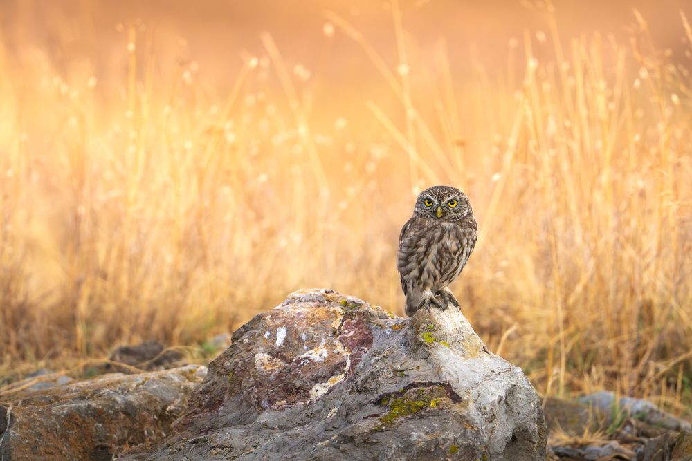 Photograph by Lyubomir Momchilov