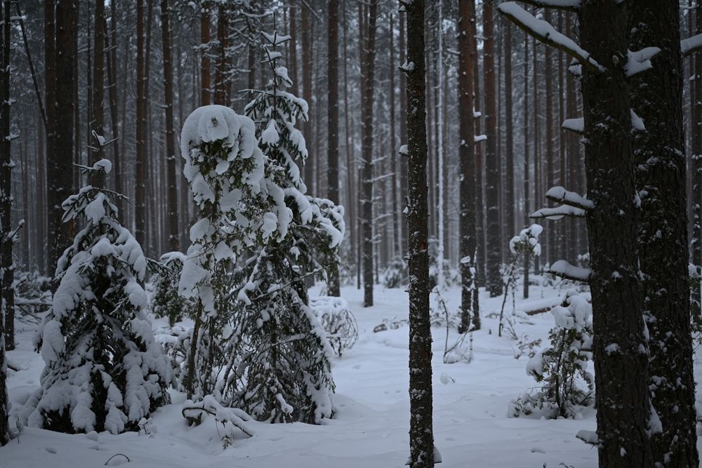 Photograph by Шеремет Олег