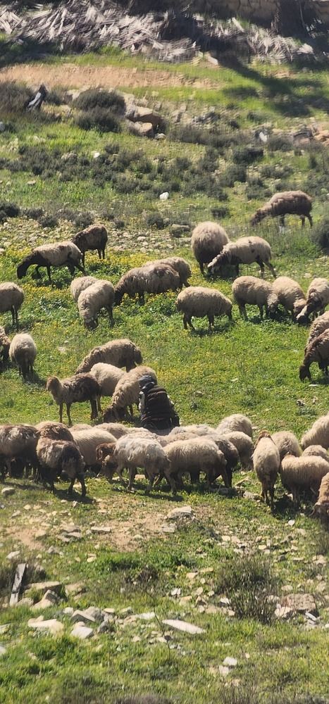 Photograph by Abdallah Khader