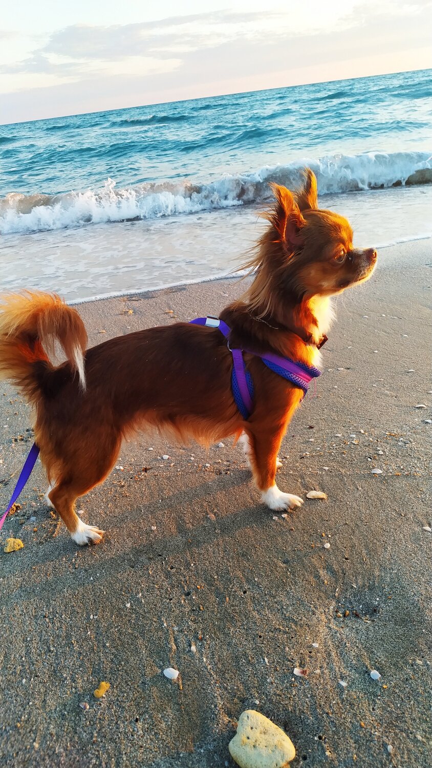 Photo #13134085