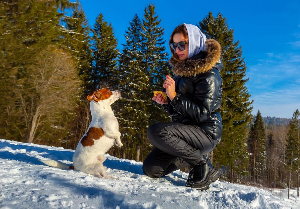 Умная собачка.