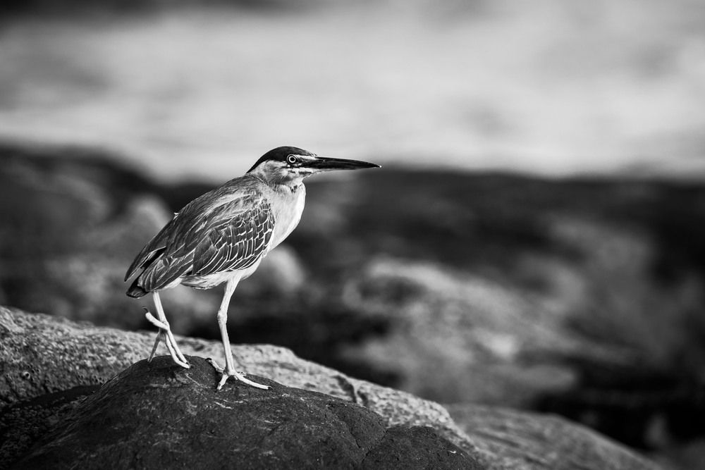 Photograph by Marcelo Vaz