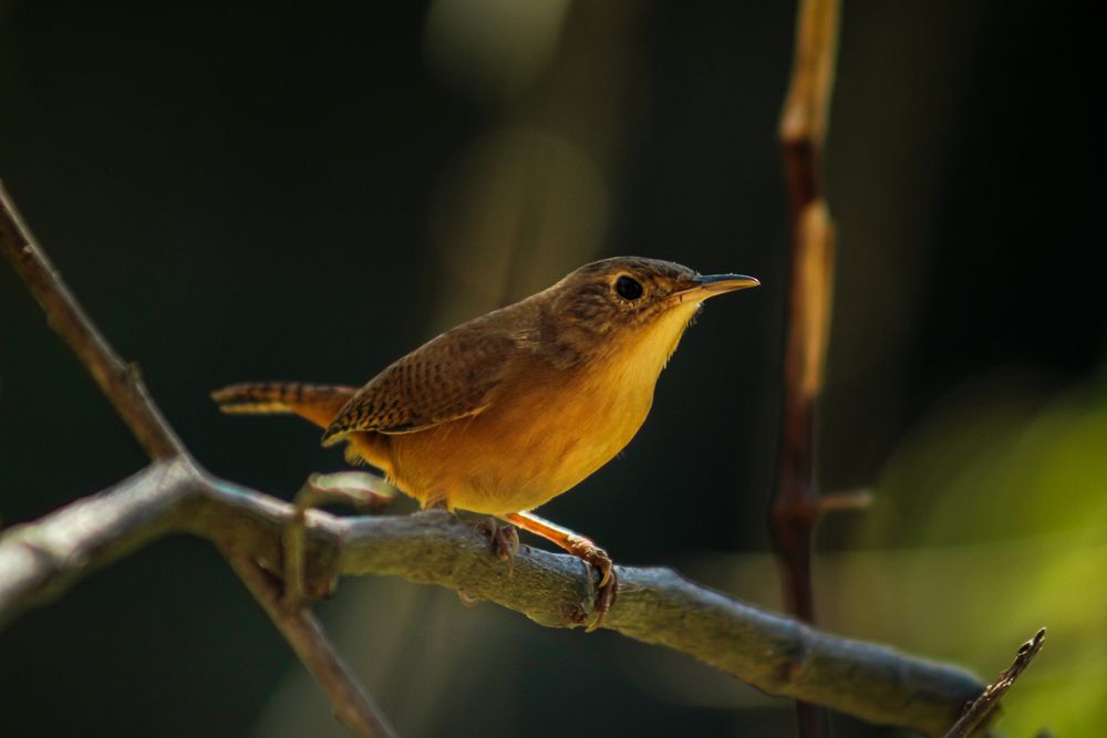 Photograph by Marcelo Vaz