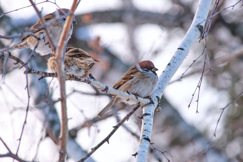 Фотография автора Angelina Pirtina