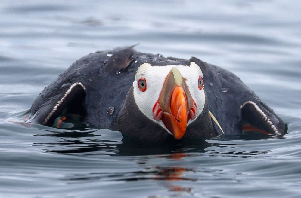 Фотография автора Юлия Егорова