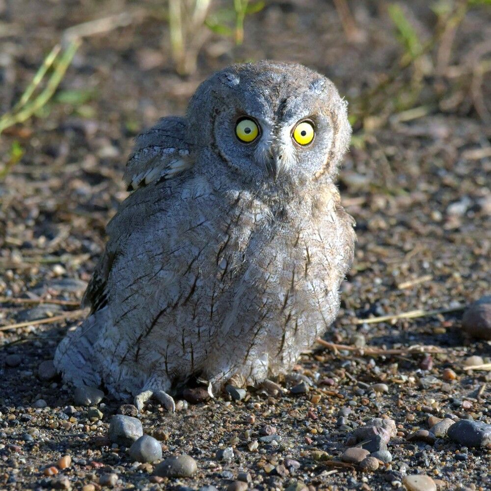 Я не чёртик!