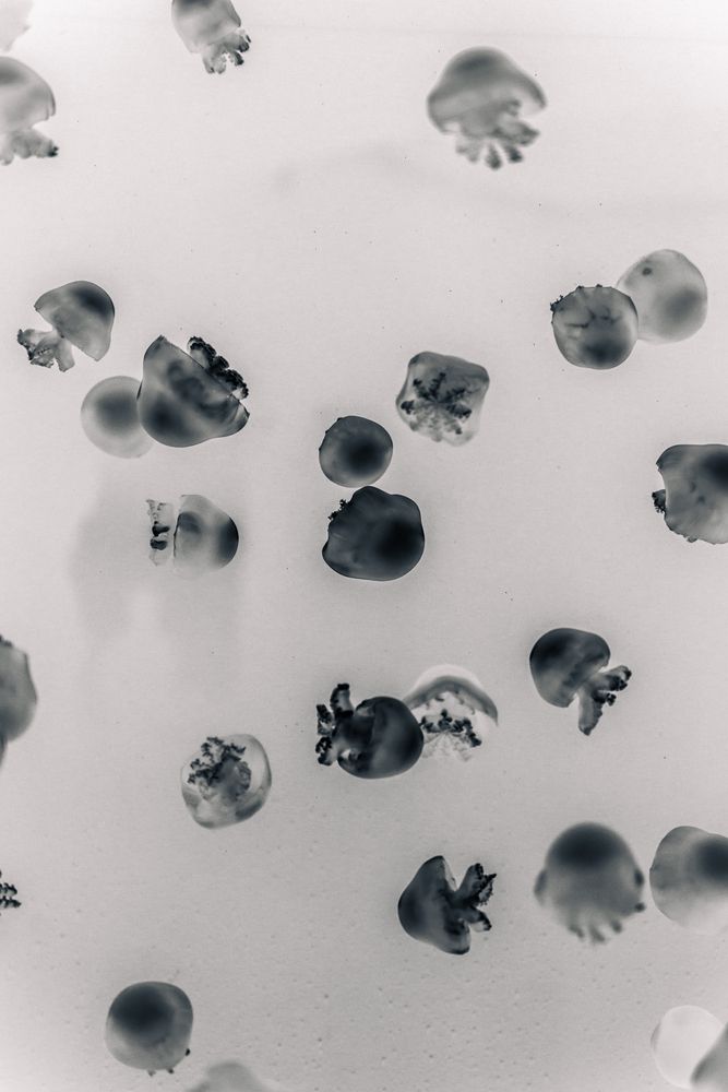 Photograph by kurodon