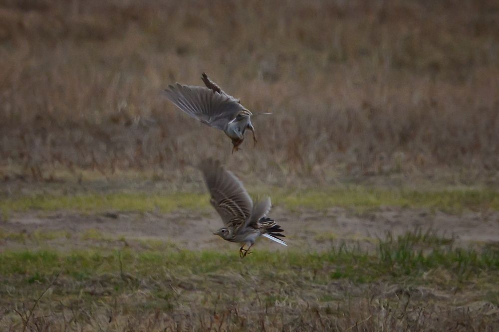 Photograph by Александр Шипиленко