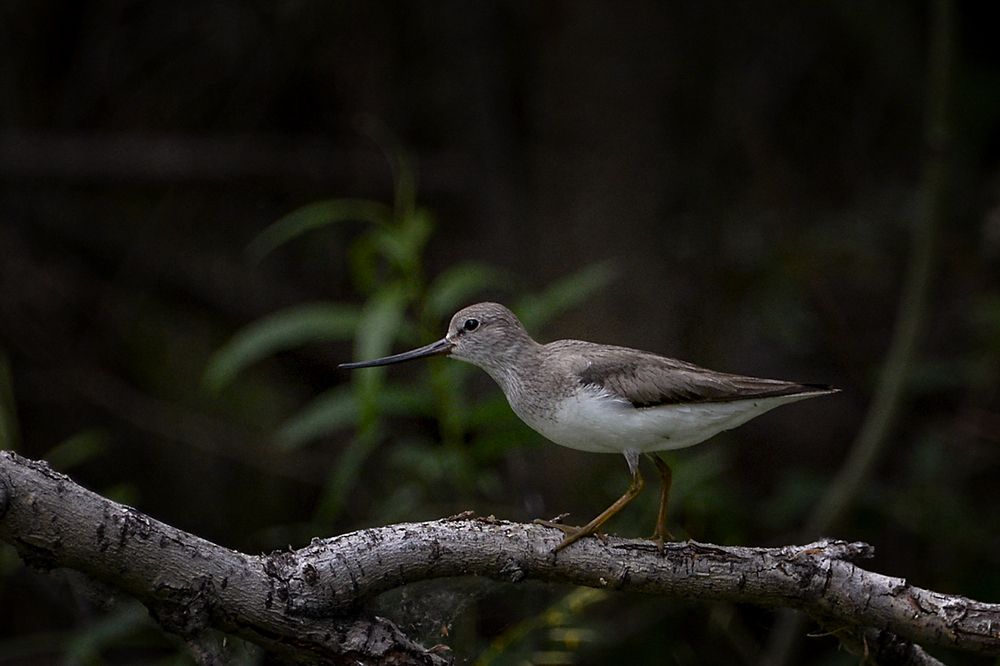 Photograph by Александр Шипиленко