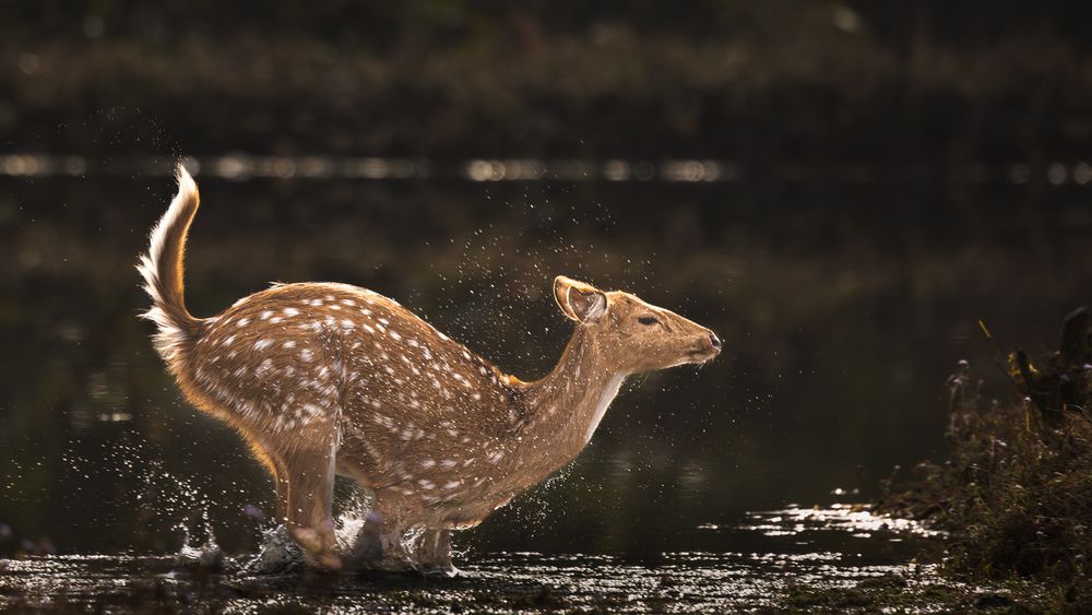 Photograph by MUKESH RAJAN S