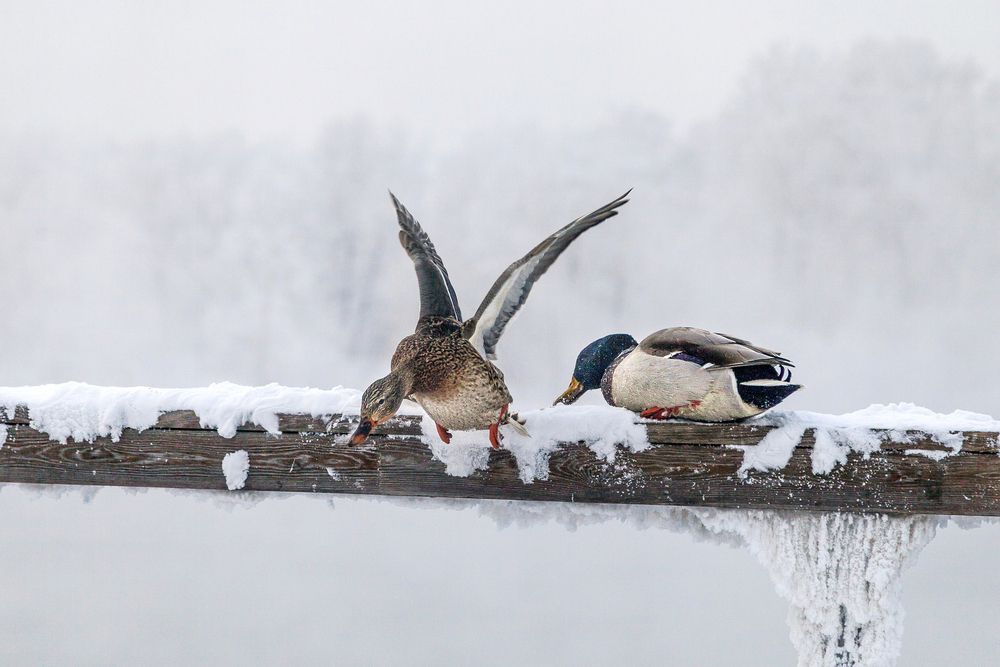 Photograph by Татьяна Каскевич