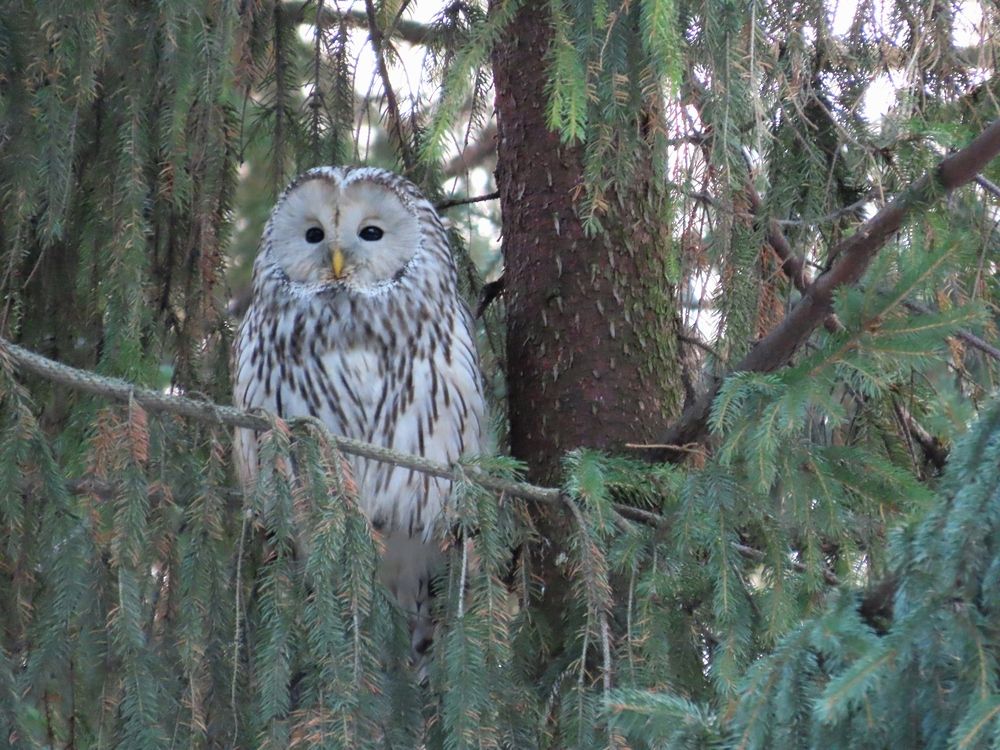 Хозяйка центрального парка