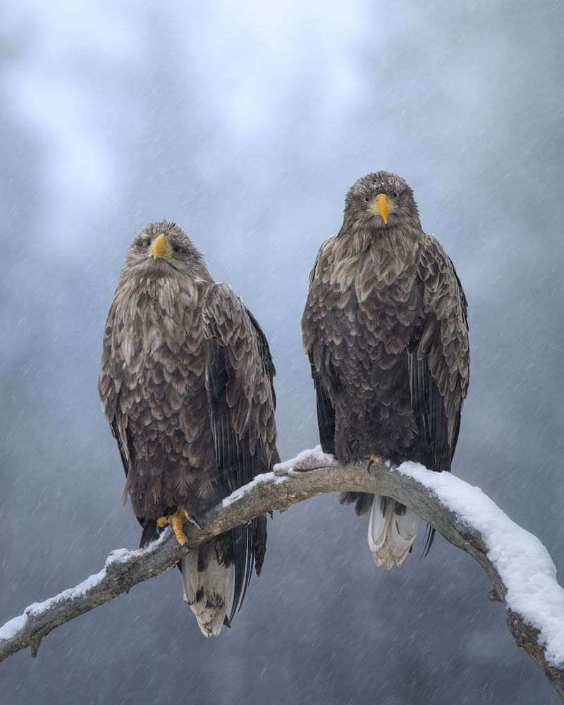 Photograph by Михаил Ездаков