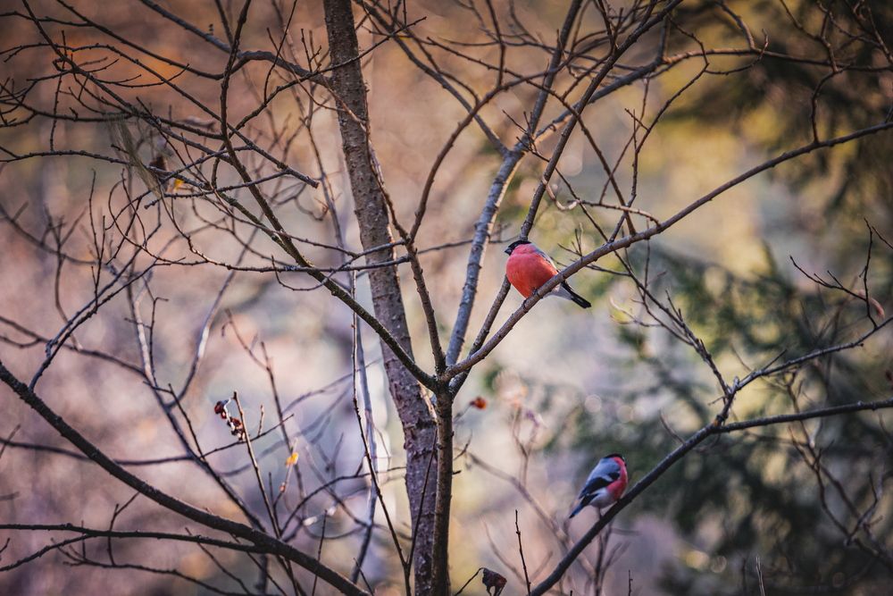 Photograph by Александр Перегоненко