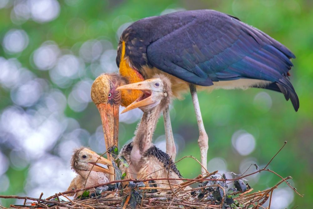 Mother\'s Care