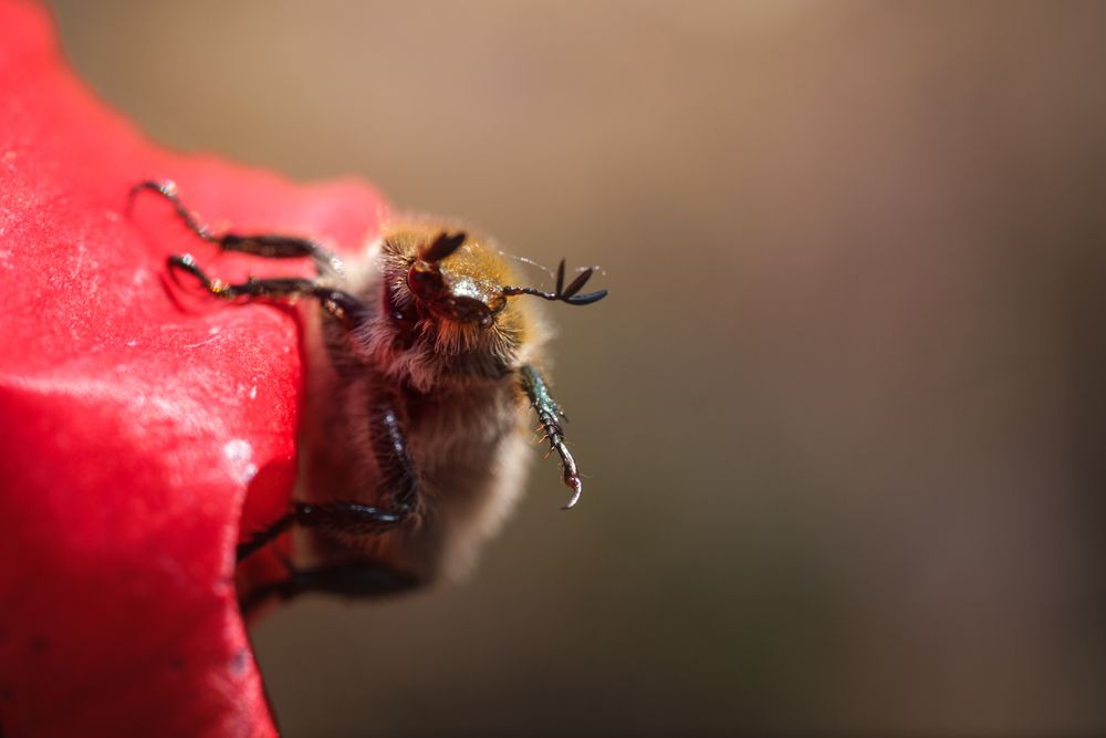 Photograph by Veronika Biró