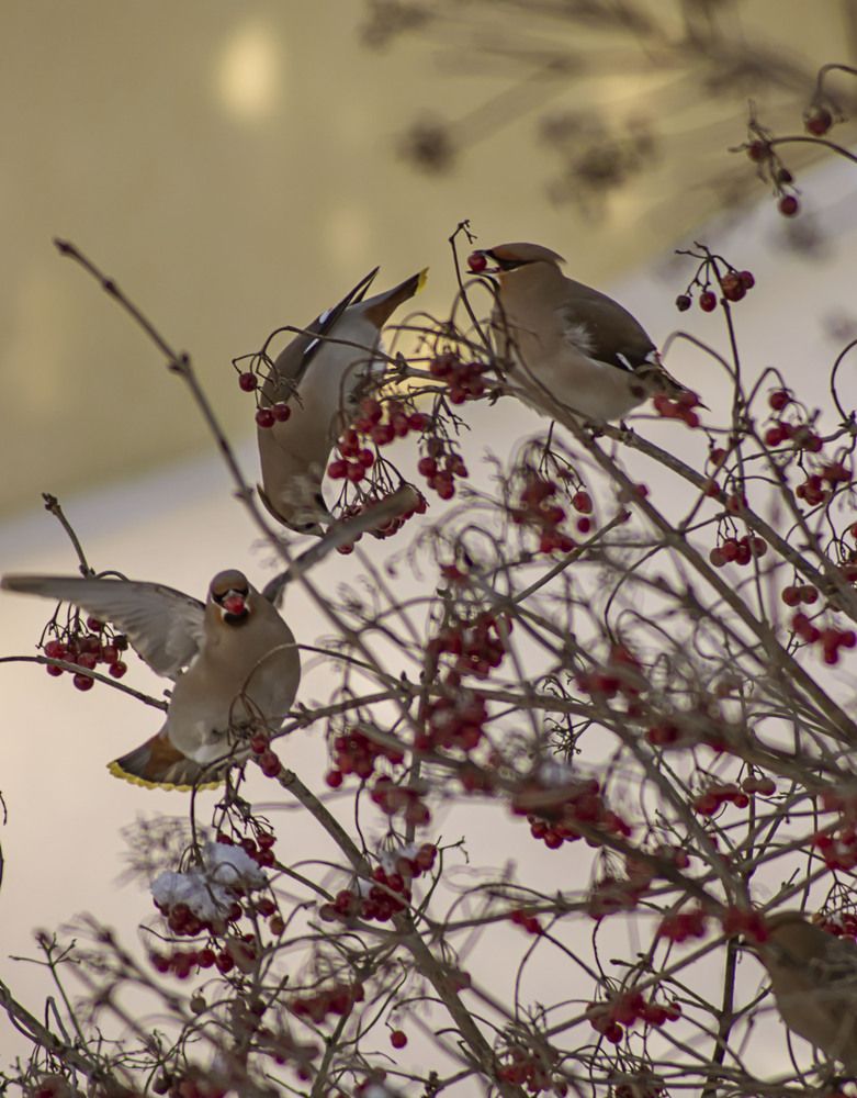 Photograph by Елена Рудкевич