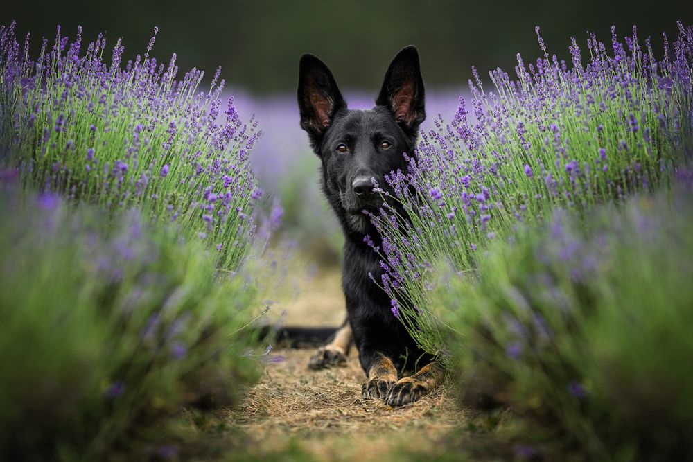 Dreaming in Lavender