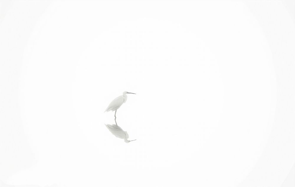 Photograph by ALSAMOAL ABDELMONEM