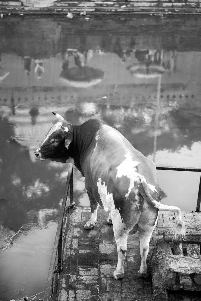 Photograph by Елена Гридневская