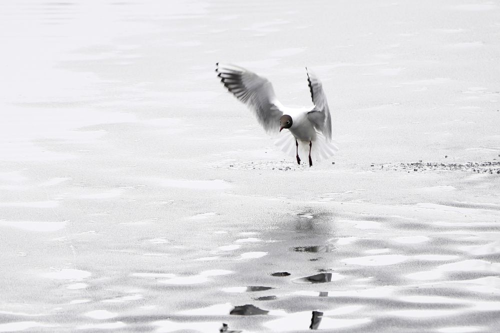 Photograph by Алексей Курносов