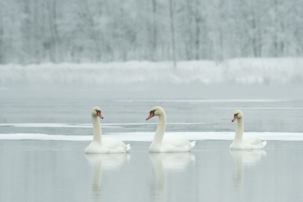 Photograph by Елена Валова