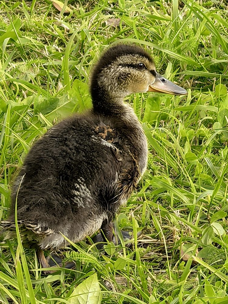 Фотография автора Елена Охапкина