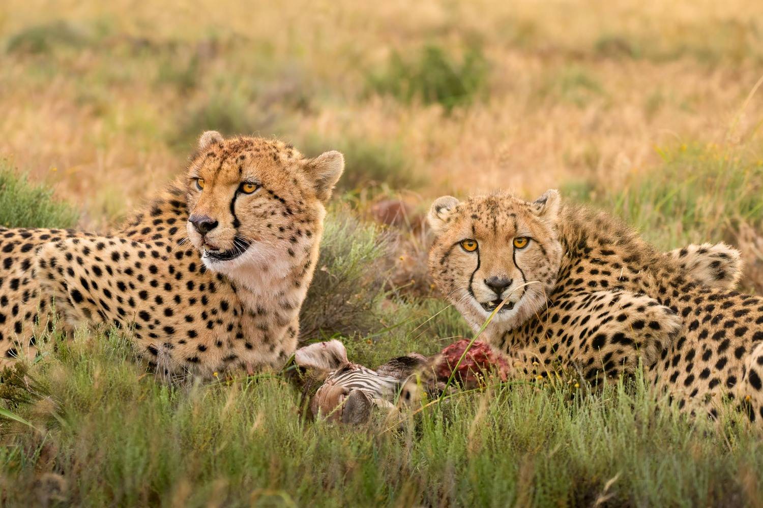 Гепарды на охоте