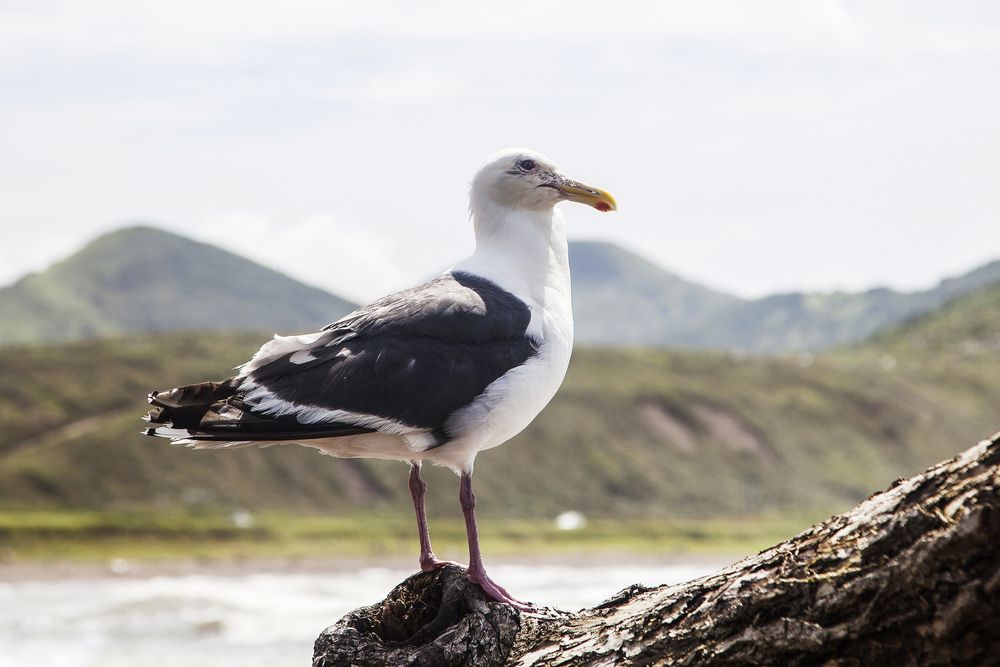 Photograph by Татьяна Каскевич