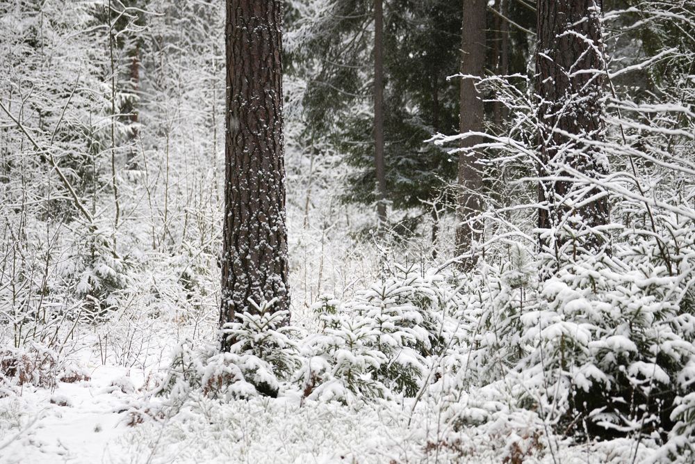 Фотография автора Алексей Курносов