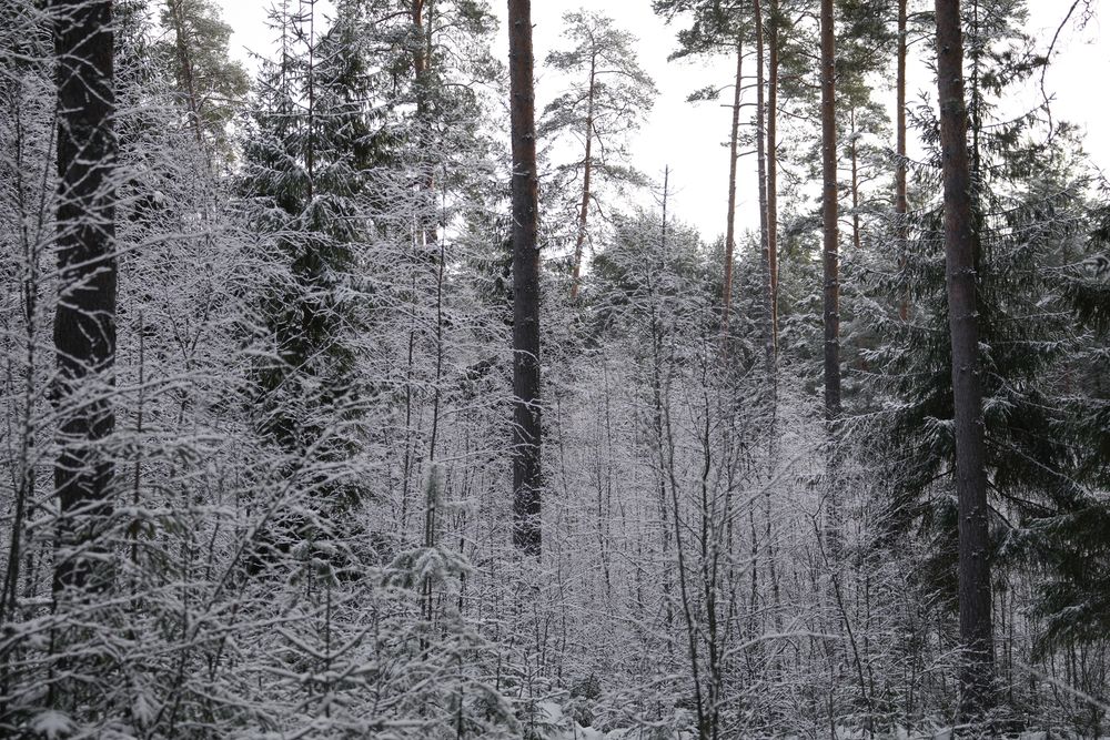 Фотография автора Алексей Курносов