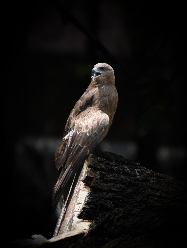 Photograph by AJAY KUMAR