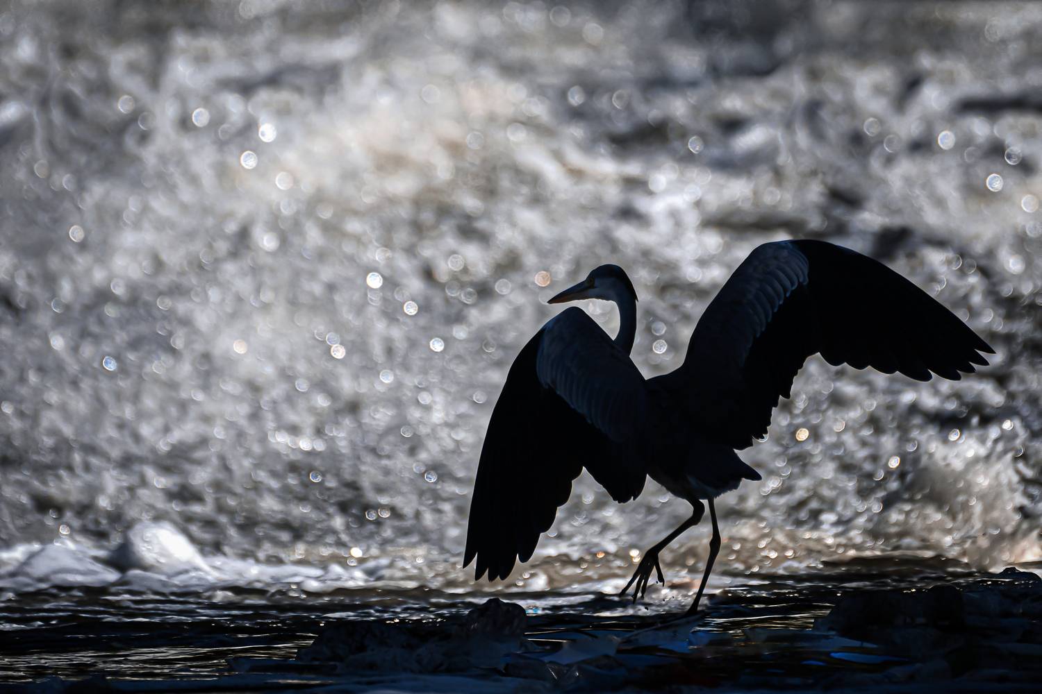 Фотография #13135928