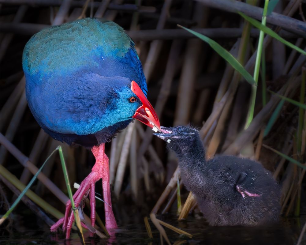 Photograph by Amgad ELSHAMY