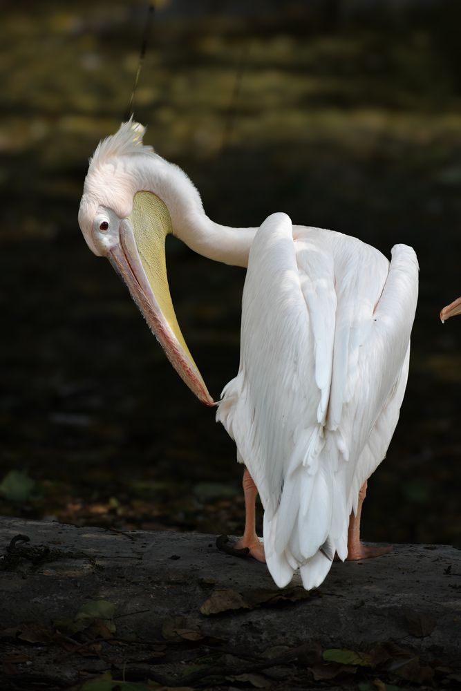 Photograph by AJAY KUMAR