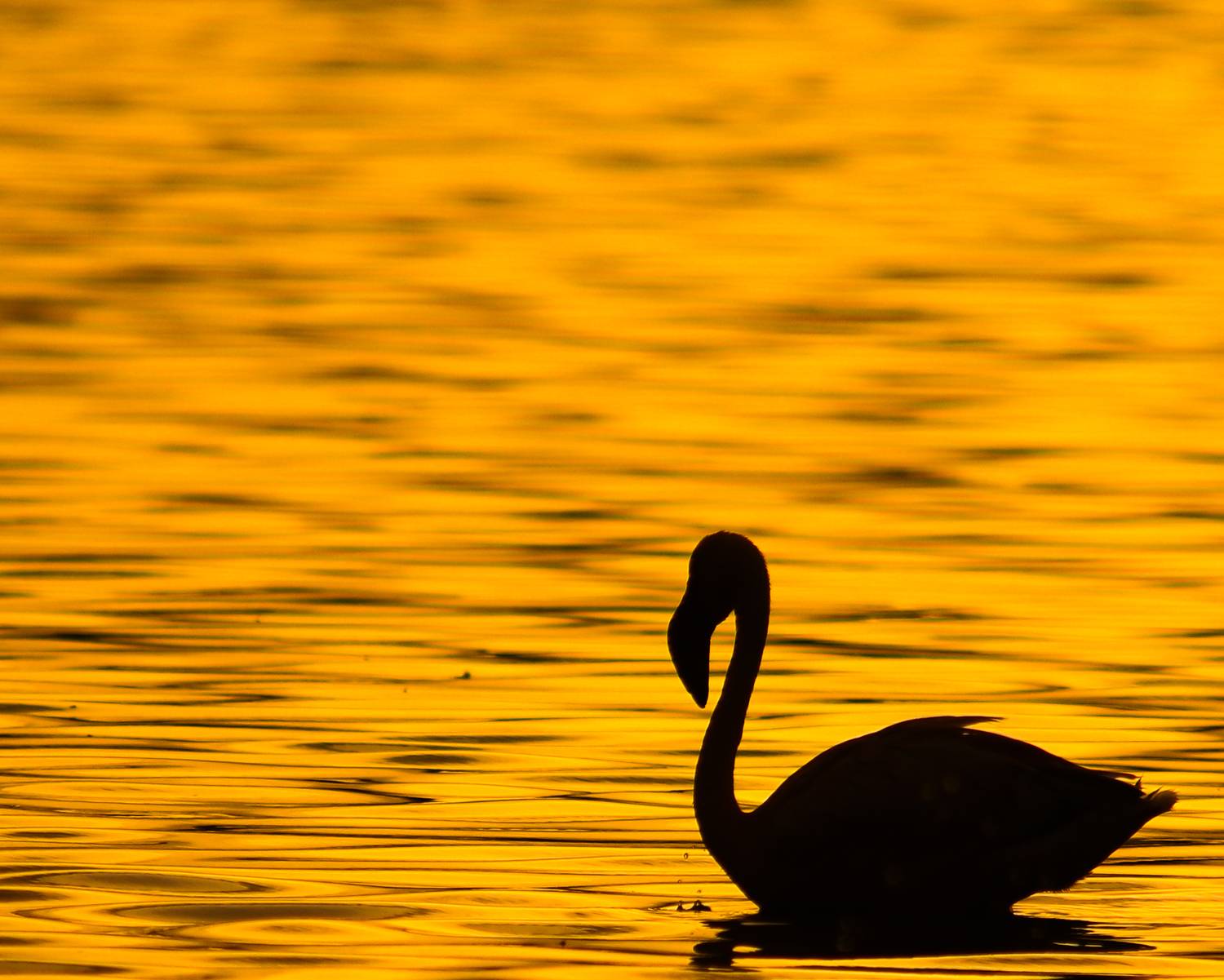 Silhouette of pelican
