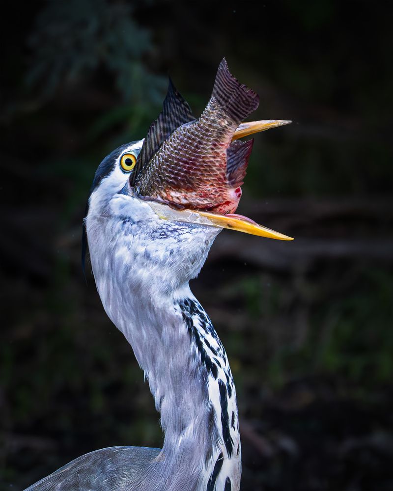 Photograph by Amgad ELSHAMY